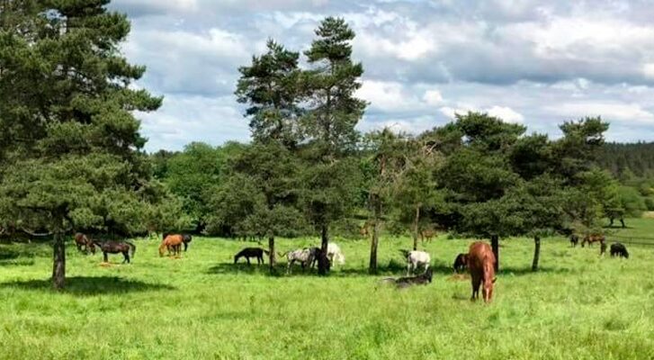 Retiro digno para caballos mayores