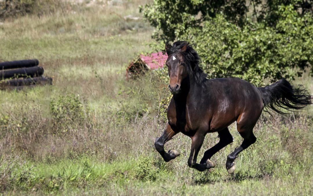 Cómo parar a tu caballo si se desboca