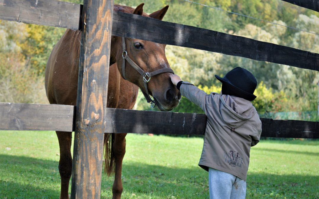 Cómo favorecen los caballos el desarrollo cognitivo de los niños