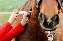 Los caballos pueden portar el virus H5N1 de la gripe aviar sin mostrar síntomas