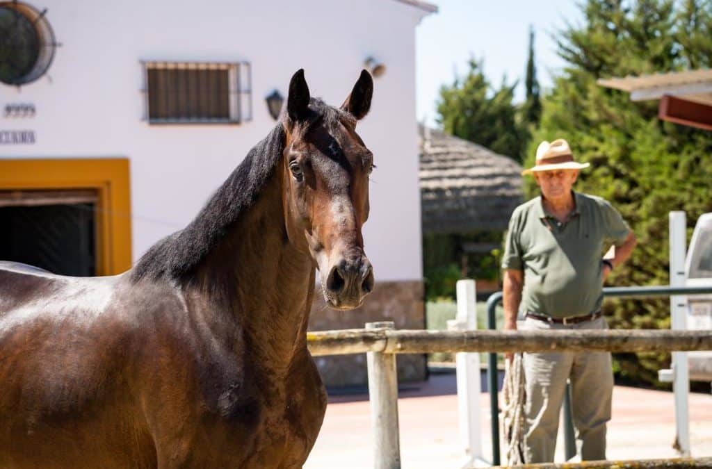 Jaime Baselga, Director del Campeonato de España de caballos jóvenes (Video con declaraciones)