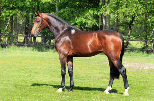 Refuerzo en la cuadra de Carlos Calvo