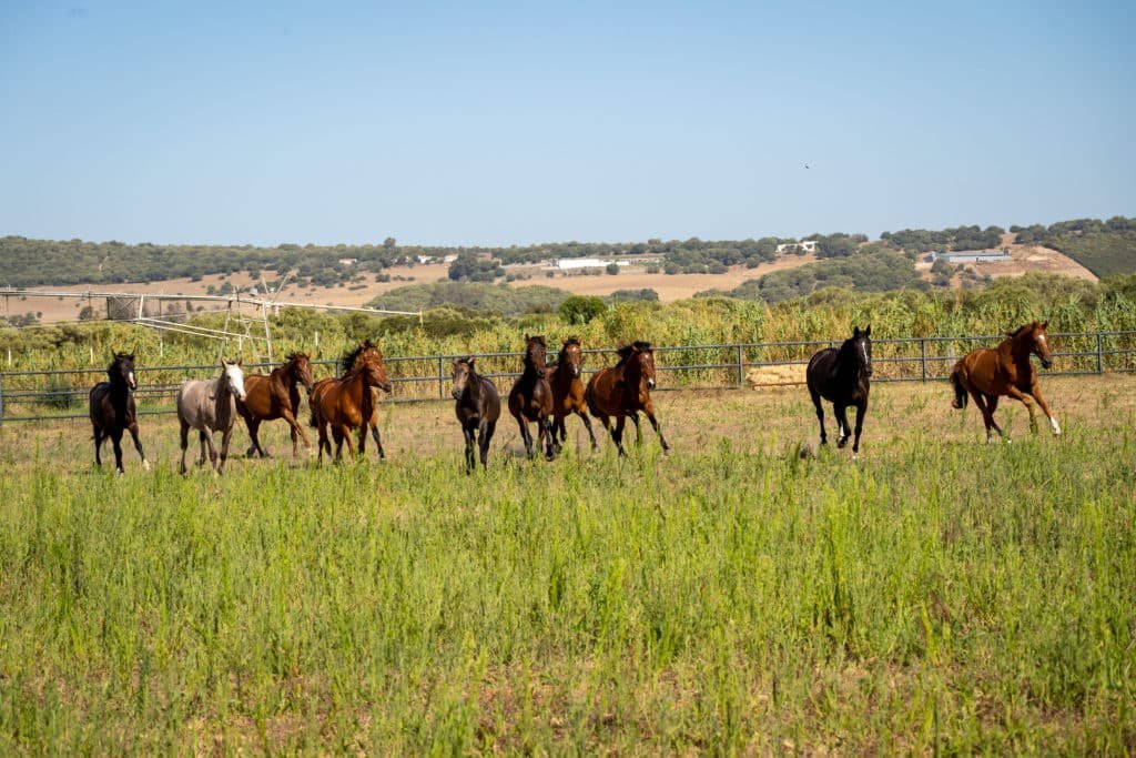 caballo en primavera