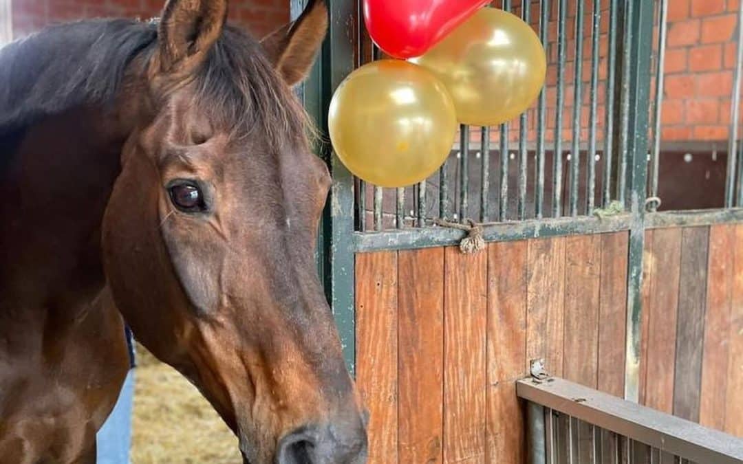 Cómo mantener felices y saludables a los caballos estabulados