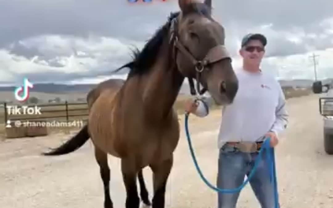 Un caballo que se escapó con una manada de mustangs regresó a casa 8 años después
