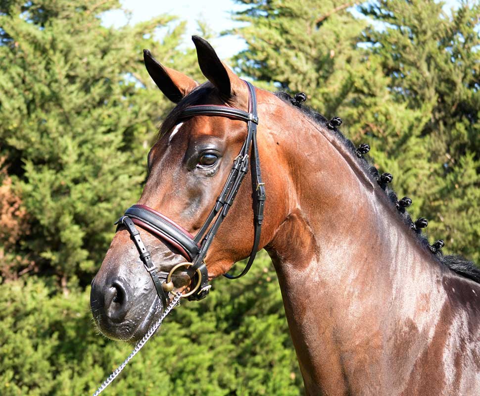 Caballo de Deporte Español