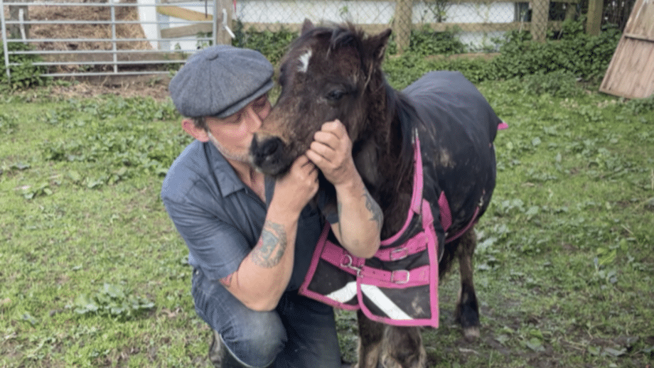 pony