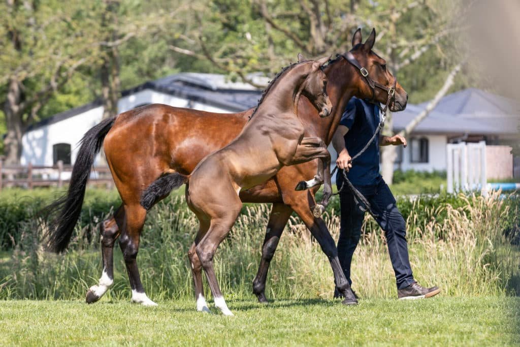 Equestrian-Auctions