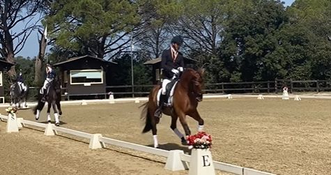 Pruebas de Selección de Caballos Jóvenes de Doma Clásica