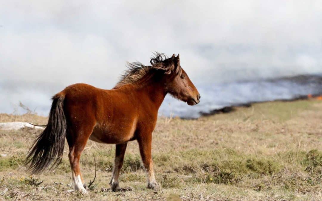 Caballos Salvajes en España: Tesoros de la Naturaleza