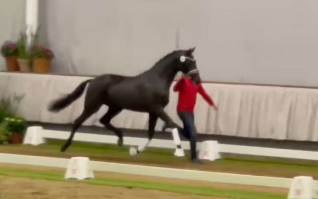 Charlotte Dujardin tiene nuevo caballo