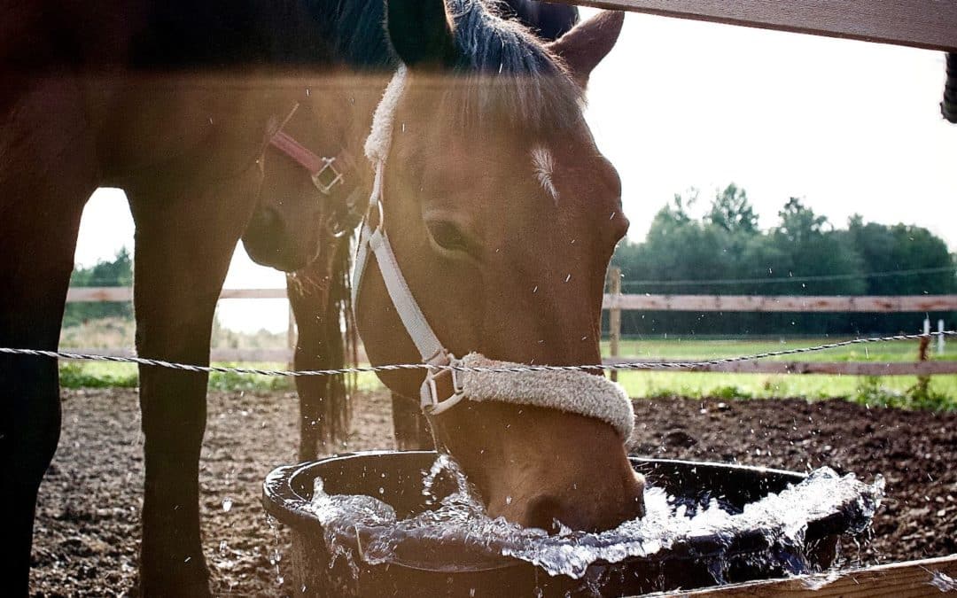 Cómo cuidar a tu caballo después del entrenamiento: estiramientos y enfriamiento