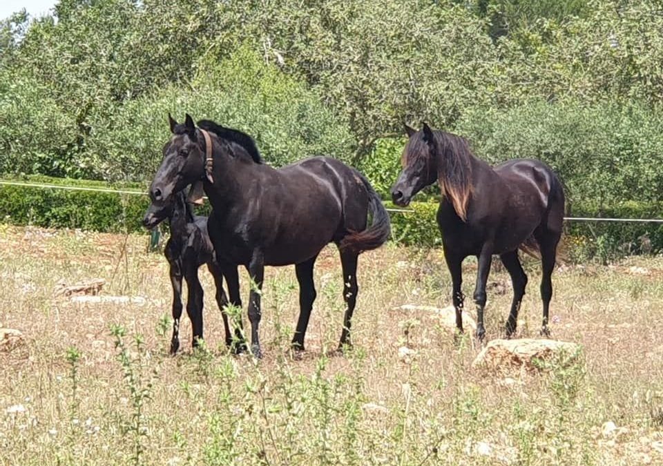 El Caballo Mallorquín: Una lucha por la supervivencia