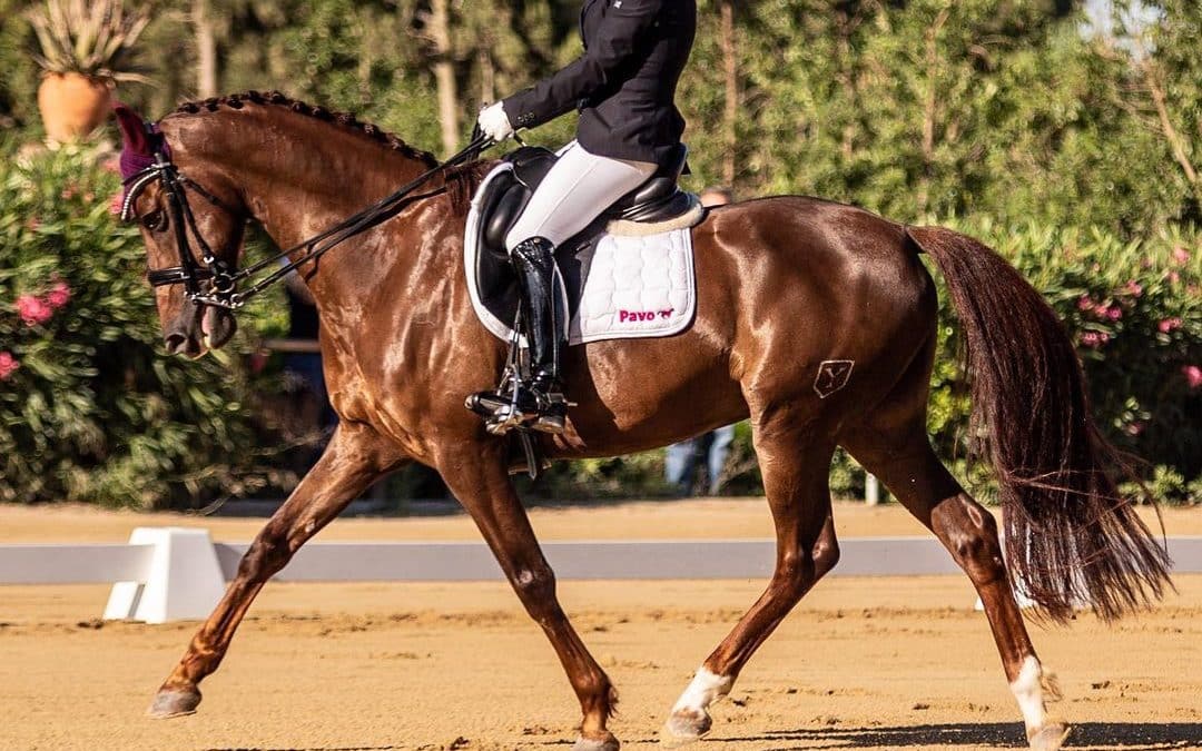 Equipo español para el Campeonato de Europa de Doma Paralímpica