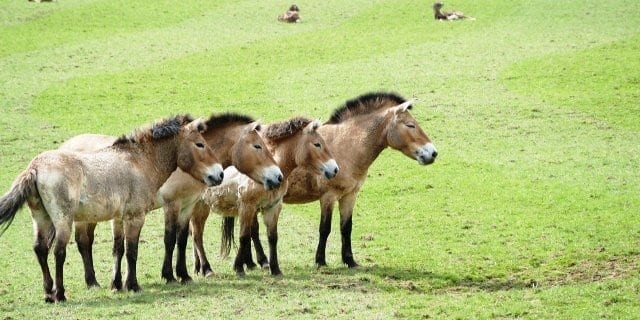Liberan caballos Przewalski en el Alto Tajo para restaurar ecosistemas