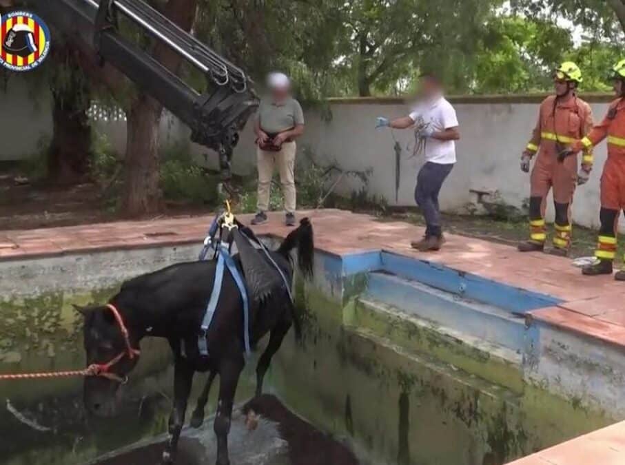 Rescatan con éxito a un caballo atrapado en una piscina de Bétera, Valencia.