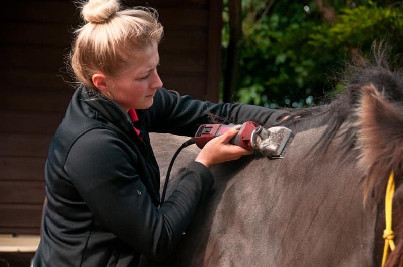Comienza el frío: ¿Cuándo es recomendable esquilar a tu caballo?
