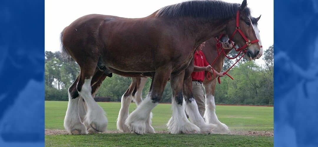 Budweiser dejará de cortar la cola de los caballos Clydesdale por presión de activistas