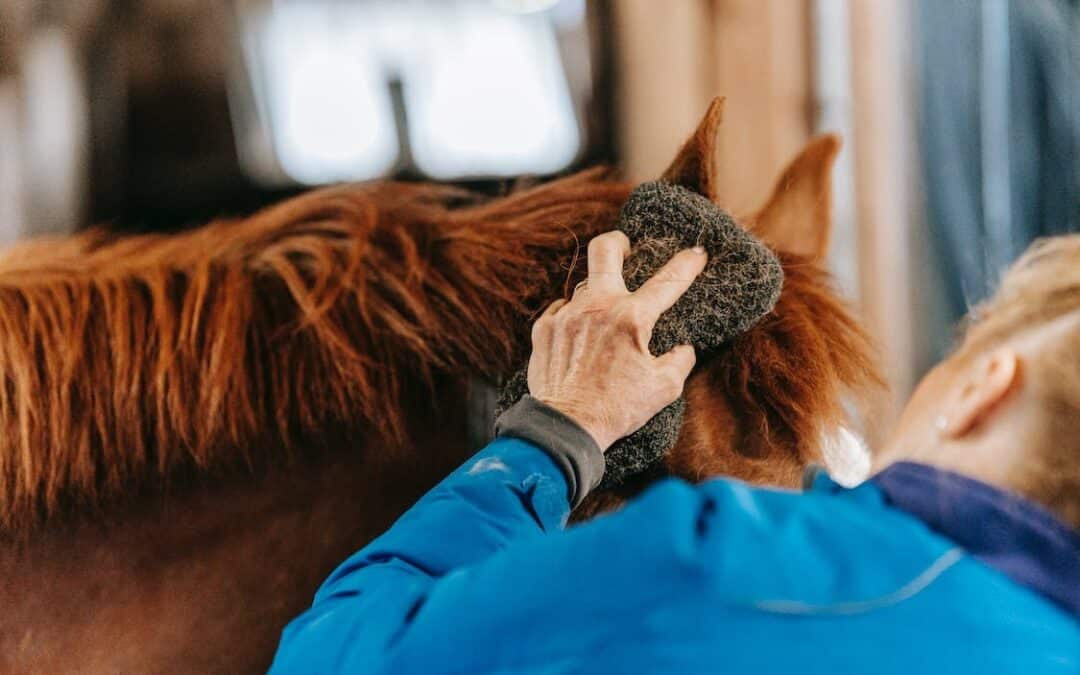 ¿Qué hacer cuando presencias un abuso hacia un caballo?