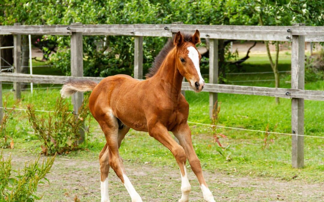 Propuesta de la WBFSH para revisar la definición de quién es el criador de un caballo