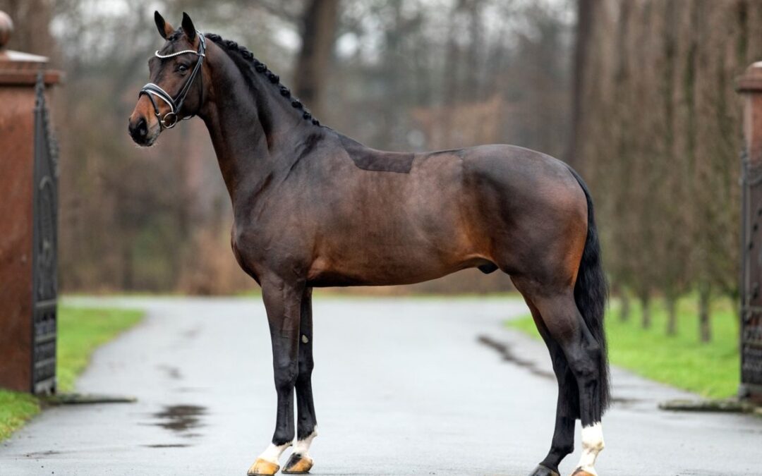 ¿Y el ganador del premio WBFSH de Studbooks?