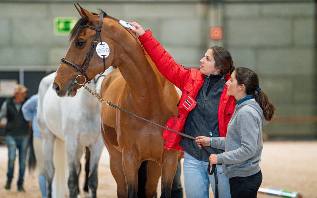 IFEMA MADRID HORSE WEEK vuelve a reunir a la élite mundial