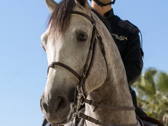 «Montar a caballo no es un deporte», y otras cosas irritantes que dicen las personas no relacionadas con los caballos.