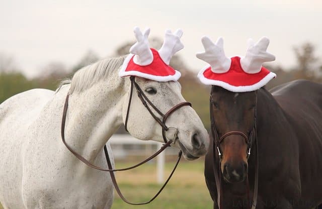 Mejores regalos de navidad para tu amiga/amigo que tiene caballos