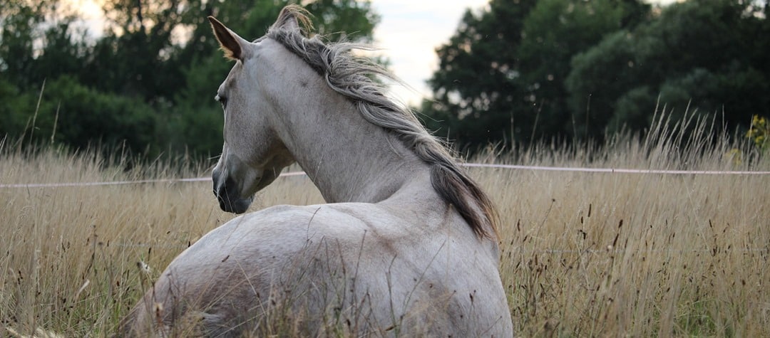 ¿Cómo mantener en buen estado el dorso del caballo?