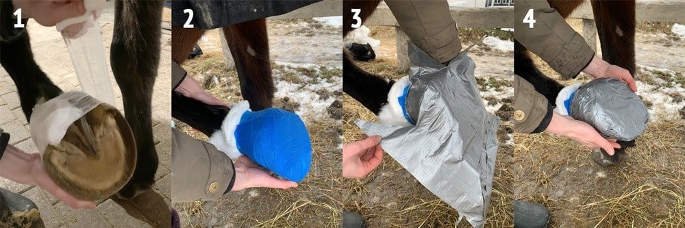 vendar cascos caballo