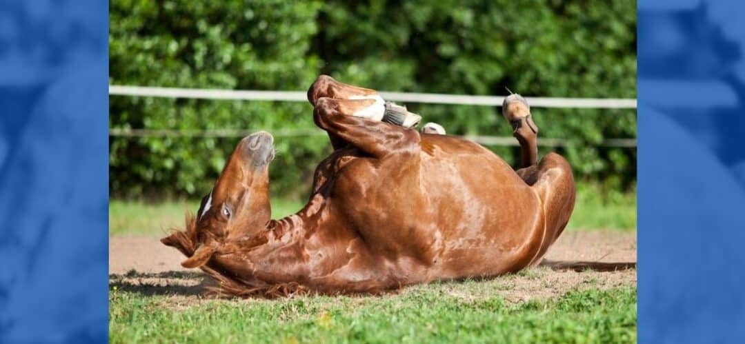 Cómo prevenir los cólicos en caballos: una cuestión de cuidado integral