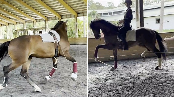 La FEI suspende temporalmente a César Parra por maltrato animal