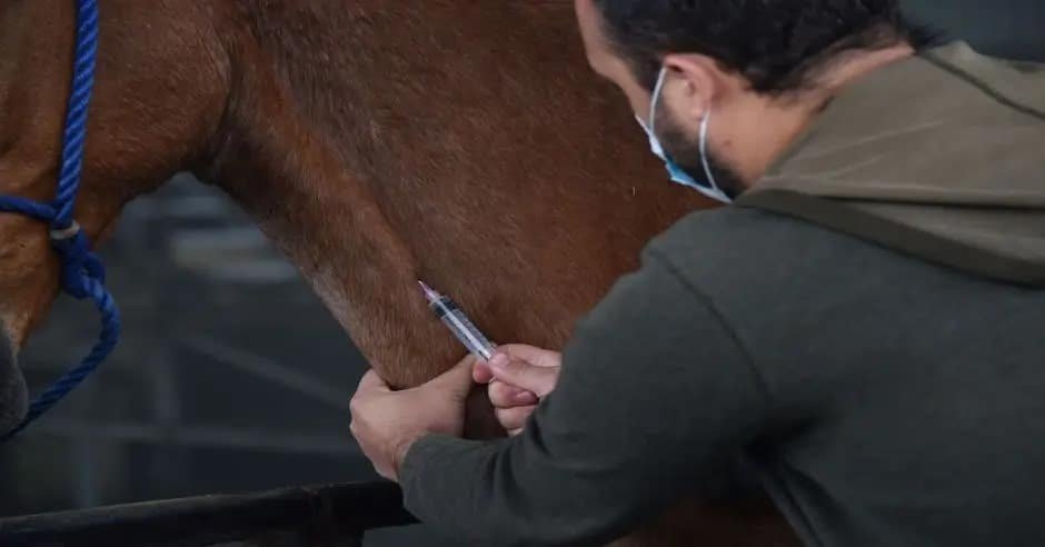 caballos donar plasma