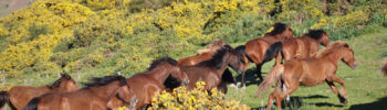 Caballos Galicia