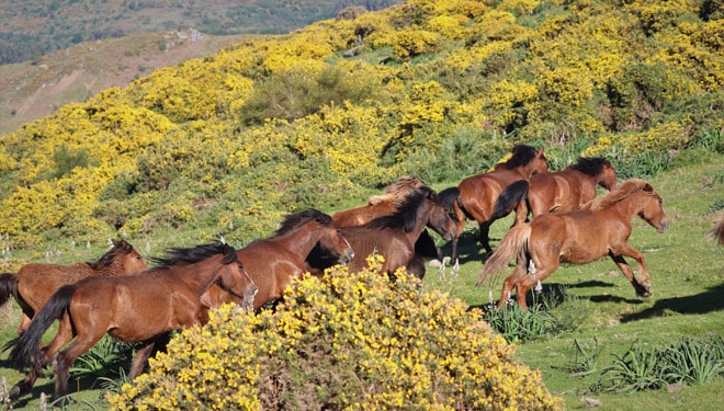 Caballos Galicia