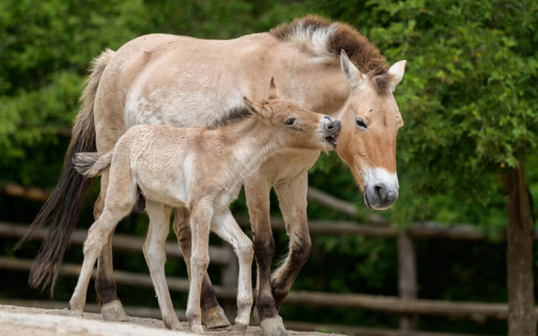 Los zoológicos de Praga y Berlín reintroducirán caballos en peligro de extinción en Kazajistán