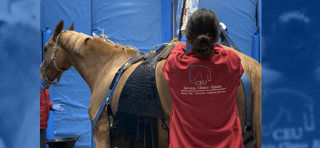 Se estudia el desempeño a largo plazo de los caballos impactados por el brote de herpesvirus equino en España