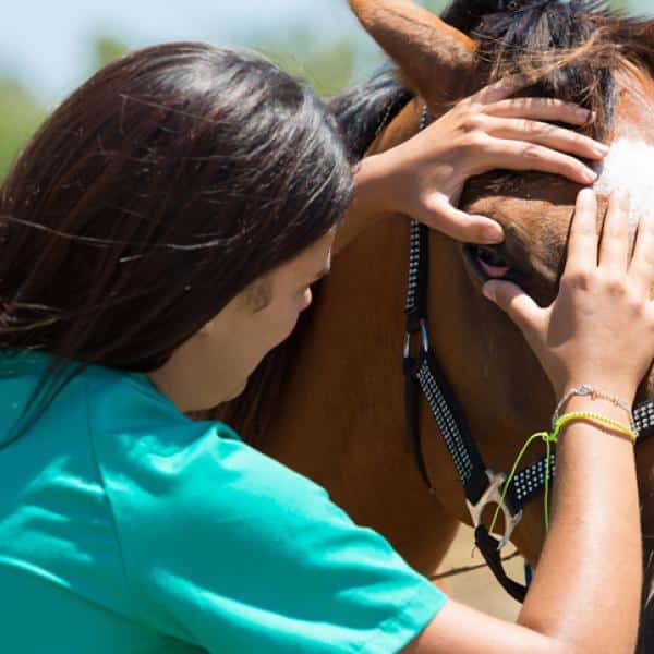 Piroplasmosis: una de las enfermedades más comunes que puede afectar a los caballos
