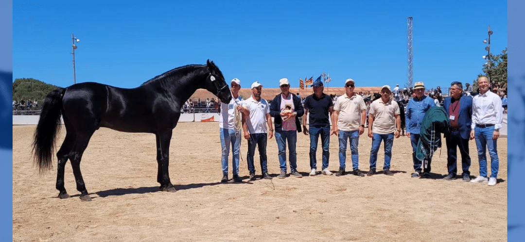 La finca Alparico se lleva el premio al mejor caballo y ganadería de raza menorquina