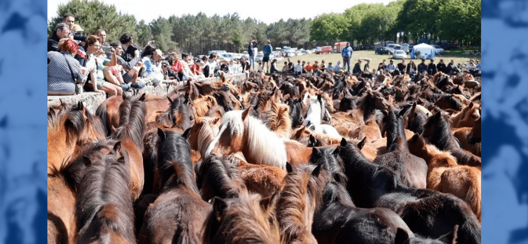 Oia celebra el Primer Curro de la temporada con 300 Caballos Salvajes