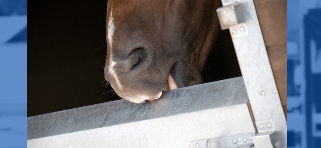 ¿Cómo prevenir la aerofagia en caballos?