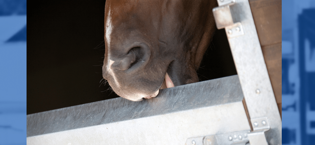 Depresión en caballos: detecta sus señales