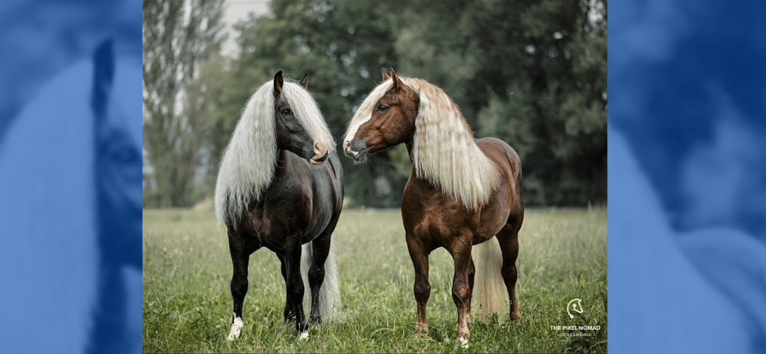 ¿Conoces los Black Forest Horse?