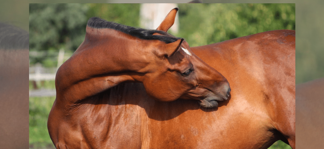 Causas comunes y manejo de la urticaria en Caballos