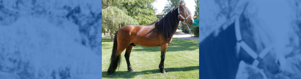 Campeonato Andaluz de Caballos Pura Raza Española