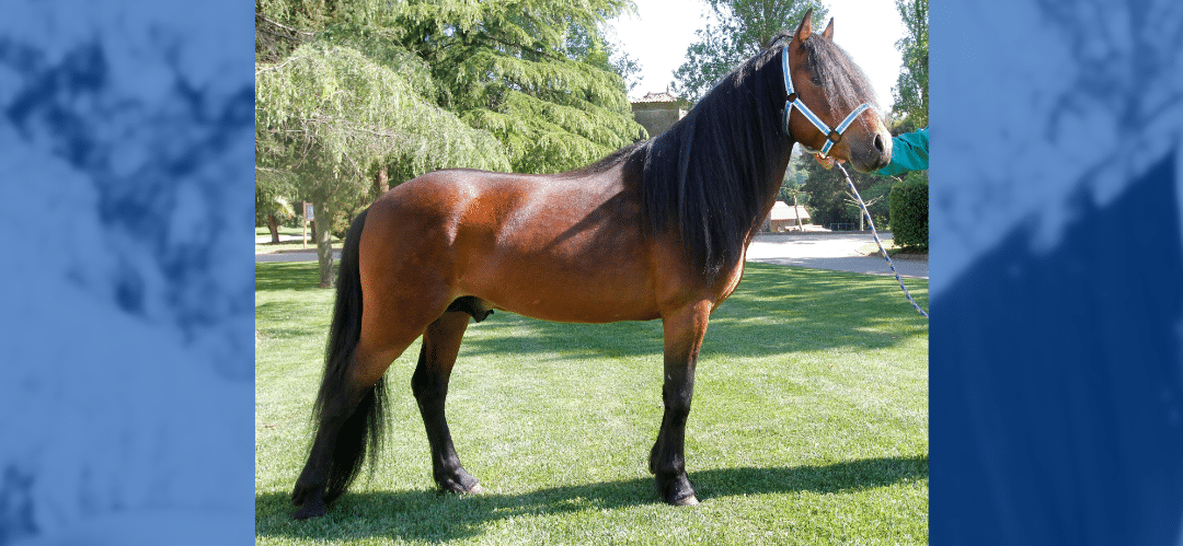 El caballo de pura raza gallega