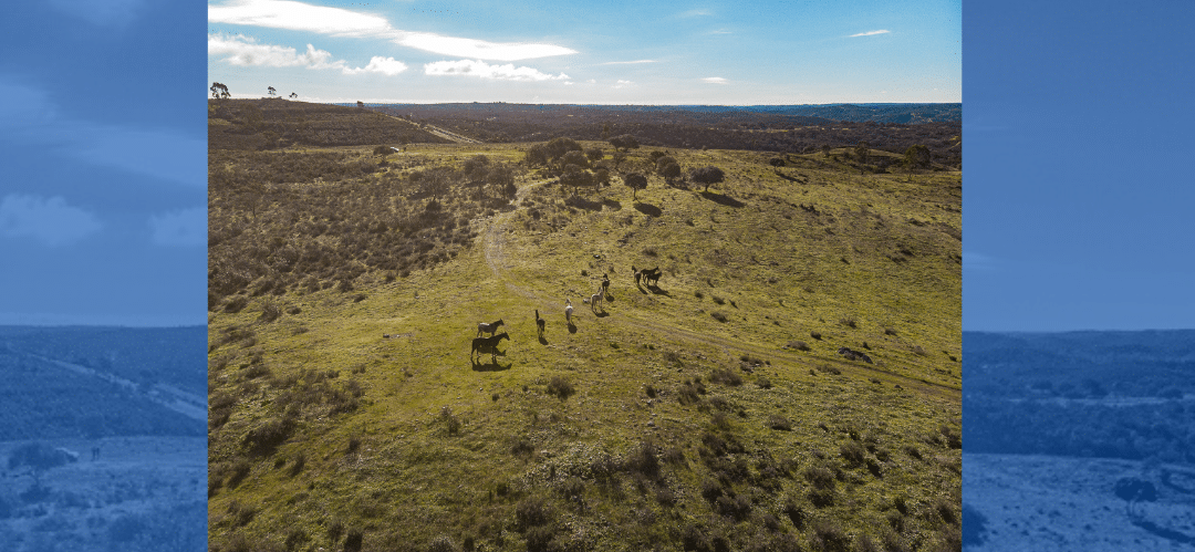 Green Horse Ranch: Un Santuario para Caballos Jubilados en Calañas