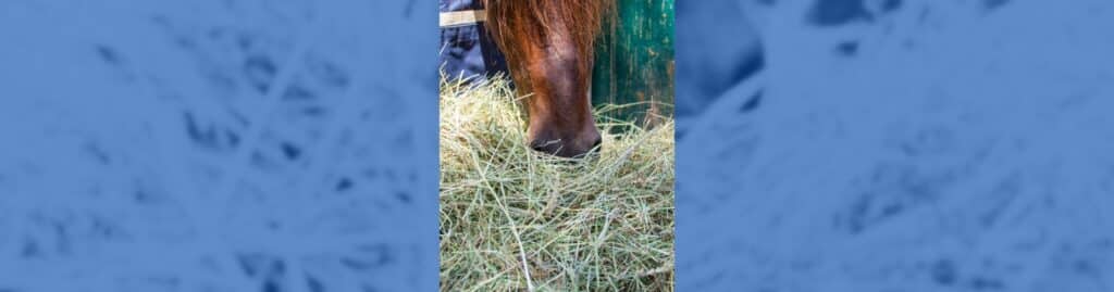 mejor forraje heno nabau caballos