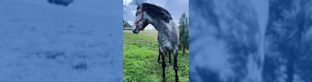 carga emocional propietario caballos