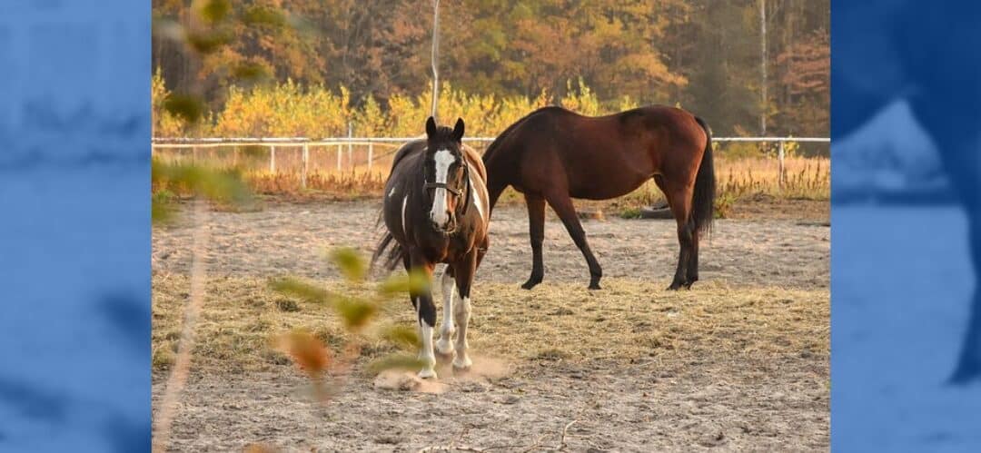 El verano: Problemas en la piel de los caballos y cómo prevenirlos